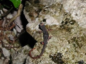 Salamandrina dagli occhiali